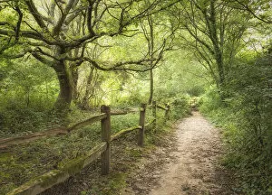 A footpath in the Rivers Wood near Haywards Heath, Sussex, England