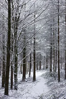 Footpath through a snow covered pine wood after a blizzard, Morchard Wood, Morchard