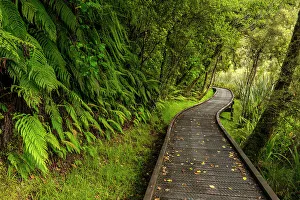 Temperate Rain Forest Prints: Footpath Through Temperate Rain Forest, Lake Matheson, South Island, New Zealand