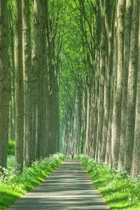 Lane Prints: Footpath Through Trees, near Damme, Belgium