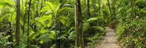 Forests Collection: Footpath Through Tropical Forest, Eungella National Park, Queensland, Australia