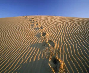 Footprints in Sand Dune, Algondones Dunes Wilderness, California, USA