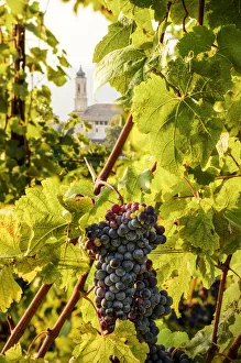 Barbaresco Prints: Foreshortening of Treiso and a Nebbiolo Grape, Treiso, Piedmont, Italy