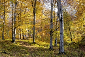 Beech Trees Prints: A forest in the autumn in Aghstev river valley, near Haghartsin, Armenia