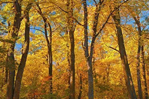 Winnipeg Prints: Forest in autumn colors. St. Vital Park, Winnipeg, Manitoba, Canada