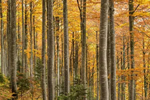 Environmental Prints: Forest in Autumn, Triglav National Park, Slovenia