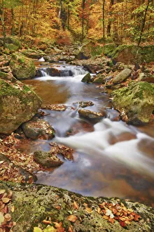 Harz Prints: Forest brook in beech forest in autumn - Germany, Saxony-Anhalt, Harz, Ilsenburg