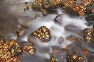 Harz Prints: Forest brook with beech leaves in autumn - Germany, Saxony-Anhalt, Harz, Ilsenburg