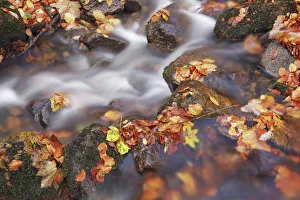 Forest brook with beech leaves in autumn - Germany, Saxony-Anhalt, Harz, Ilsenburg