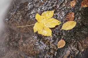 Harz Prints: Forest brook with maple leaves in autumn - Germany, Saxony-Anhalt, Harz, Ilsenburg