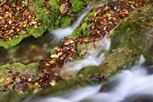 Swabian Jura Prints: Forest brook with moss - Germany, Baden-Wurttemberg, Tubingen, Bad Urach