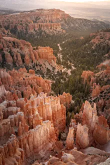Forest in Bryce canyon surrounded by hoodoos, Bryce Point, Bryce Canyon National Park