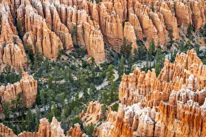 Forest in Bryce canyon surrounded by hoodoos, Bryce Point, Bryce Canyon National Park