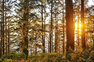 World Heritage Gallery: Forest at Cape Alava, Olympic National Park, Clallam County, Washington, USA