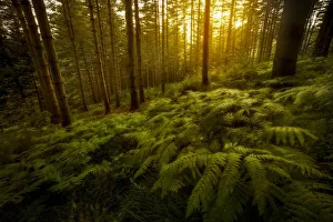 Appennino Prints: Forest in the central Appennines at sunset, Tuscany, Italy
