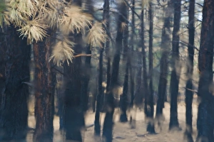 Evergreen Prints: Forest, Colorado
