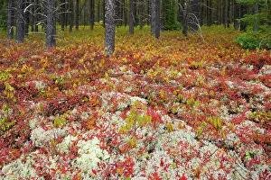 Autumn Color Prints: Forest cover in jack pine stand made up of lichens and blueberry in autumn color near Gogama