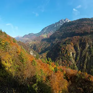 Vaud Prints: Forest covered hillside above Aigle, La Grande Eau valley, Vaud, Switzerland