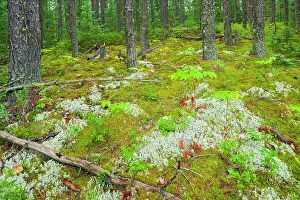 Forest Floor Prints: Forest floor of the boreal forest Upsala, Ontario, Canada