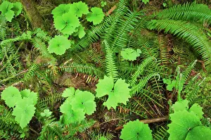 Temperate Prints: Forest floor in old growth coastal temperate rain forest (Cathedral Grove)