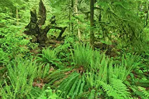 Forest floor in old growth coastal temperate rain forest (Cathedral Grove). MacMillan Provincial Park, British Columbia, Canada