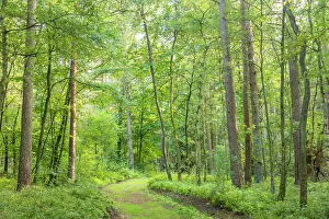 Lower Saxony Prints: Forest on the hiking trail nature reserve Wesel Heath