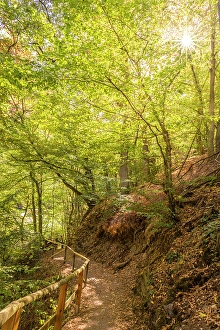 Sunbeams Prints: Forest hiking trail in the Tiefenbachtal above Bernkastel-Kues