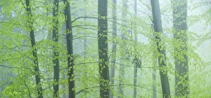 Images Dated 13th July 2020: Forest immersed in fog during spring, Slovenia