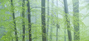 Forest immersed in fog during spring, Slovenia