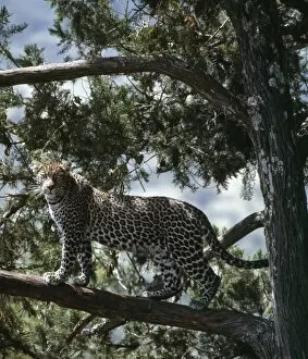Hunter Gallery: A forest leopard stands alert on the branch of a cedar tree