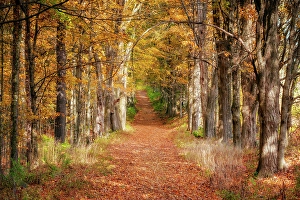 State Prints: Forest in Moore State Park Paxton, Paxton, Massachusetts, New England, USA