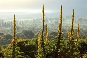 Ioanian Prints: Forest in the morning mist, Kefalonia, Ionian Islands, Greece