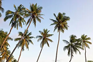 Equatorial Collection: Forest of palm trees during a sunrise, Zanzibar, Tanzania