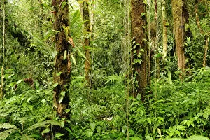 Images Dated 29th May 2012: Forest at Parque Nacional de Amistad near Boquete, Panama, Central America