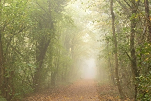 Wine Growing Region Prints: Forest path in the morning mist above Kues
