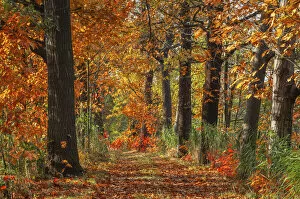 Images Dated 11th May 2021: Forest path in the Upper Lusatian pond landscape in autumn, biosphere reserve