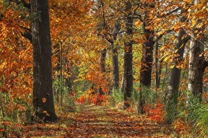 Forest path in the Upper Lusatian pond landscape in autumn, biosphere reserve Forest path in the Upper Lusatian pond landscape in autumn, biosphere reserve