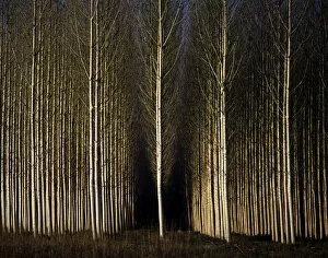 A forest of poplars at Geria, Coimbra, Portugal