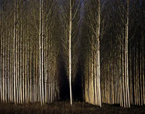 Poplar Prints: A forest of poplars at Geria, Coimbra, Portugal