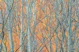 Close Up Gallery: Forest scene. Calavorno, Italy