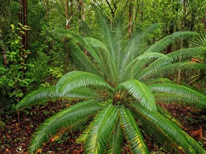 Forest scene from Grand Cayman, Cayman Islands, British West Indies