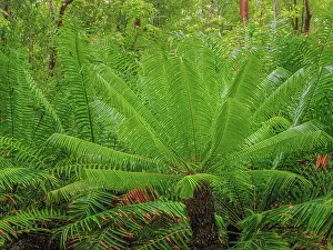 Forests Prints: Forest scene from Grand Cayman, Cayman Islands, British West Indies
