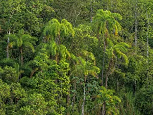 Pura Vida Prints: Forest scene from Turrialba, Cartago, Costa Rica