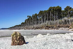 Images Dated 23rd January 2020: Forest by the seashore along the rugged west coast in New Zealand southern island