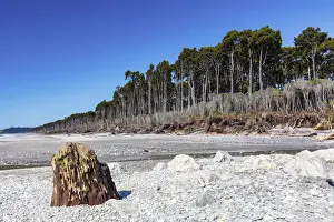 Stillness Prints: Forest by the seashore along the rugged west coast in New Zealand southern island