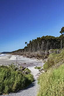 Forest by the seashore along the rugged west coast, South Island, New Zealand