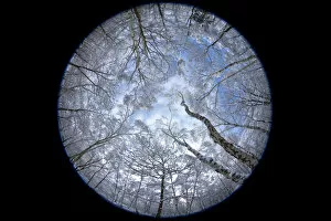 Images Dated 8th January 2010: Forest in snow