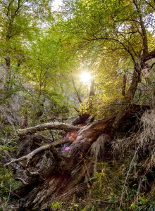 Rio Negro Prints: Forest on the Trail to Refugio Frey, Nahuel Huapi National Park, Rio Negro Province
