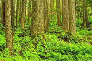 Temperate Rain Forest Ecosystem Prints: Forest tree trunks with shield fern (Dryopteris expansa) in the understory