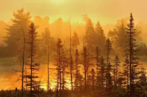 Coniferous Prints: Forest and wetland at sunrise Torrance Barrens Dark Sky Reserve, Ontario, Canada